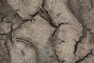 Çatlak kurumuş toprak. Küresel ısınmanın etkileri