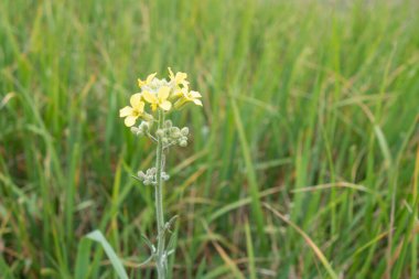 Sarı tarla hardal çiçekleri. Sinapis arvensis. Seçici odaklanma. Yaratıcı vintage arkaplan