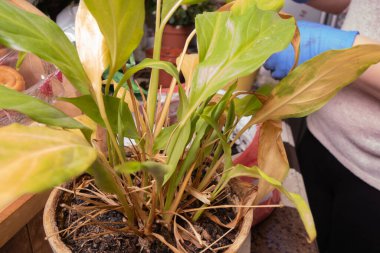 Evde iç mekan bitkileri naklediyorum. Mavi lateks eldivenli kadın evde çalışıyor.