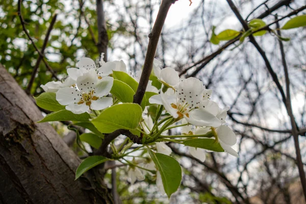 White Cherry Flowers Selective Focus Creative Vintage Background — Stock Photo, Image