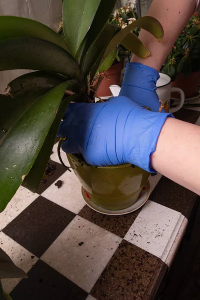 在家中移植室内植物 戴蓝色乳胶手套的女人在家工作 — 图库照片