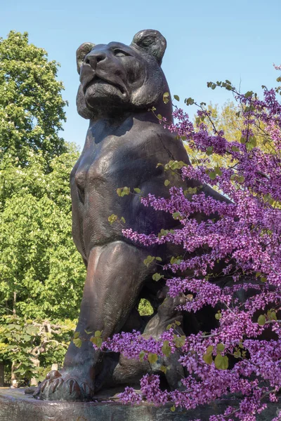 Bronze sculpture of a lioness with a small lion cub. Blooming cercis tree with pink flowers. Judas tree
