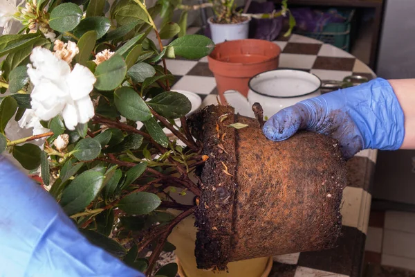 Transplantation de plantes d'intérieur à la maison. Femme en gants de latex bleu travaille à la maison . — Photo