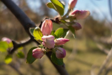 Baharın başında, kahverengi arka planda bir meyve ağacında kiraz çiçeği..
