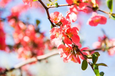 pembe çiçekli ağaç bahar. Pembe çiçekli ağaç doğa arka plan üzerinde / yay ağacı / bahar arka plan.