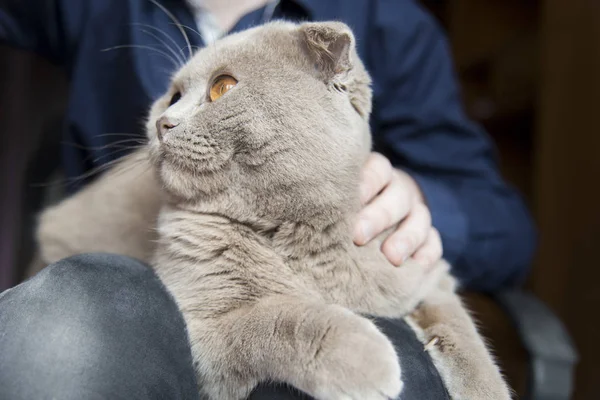 Owner with cute cat at home, closeup. Scottish fold cat.