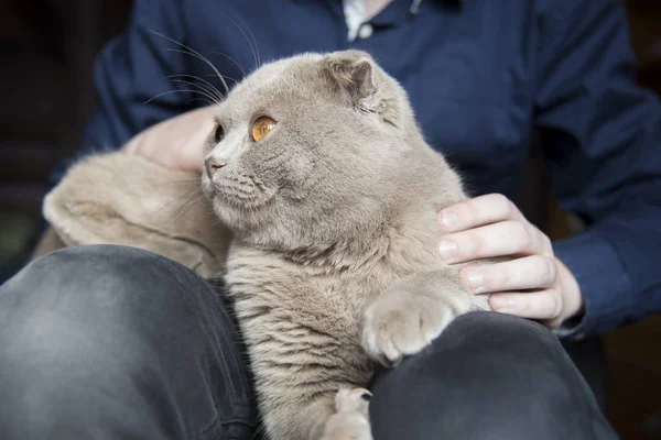 Ägare med söt katt hemma, närbild. Scottish fold Cats. — Stockfoto