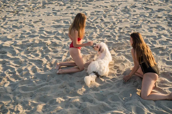 Concept de mode vacances d'été. Filles assis avec chien sur la plage — Photo