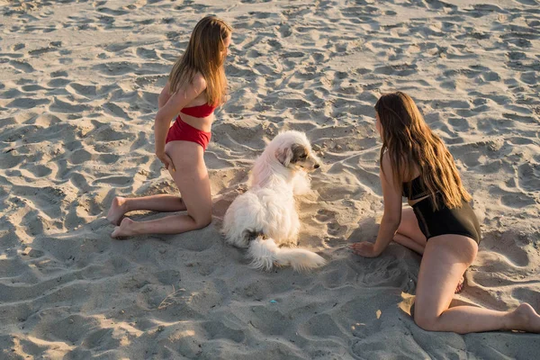 Summer holiday fashion concept. Girls sitting with dog on beach — 스톡 사진