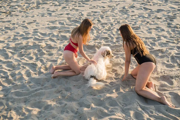 Summer holiday fashion concept. Girls sitting with dog on beach — 스톡 사진