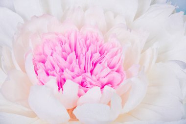 Düğün dekorasyon, el yapımı. Mutlu tatil. büyük el kağıt çiçek dekoratif, düğün üzerinde mavi, aqua arka plan yaptı. Mutlu anneler günü. Arka plan, yakın çekim, doku.