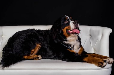 Beyaz koltukta uzanmış köpek yalamak siyah arka plan