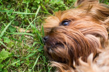 Köpek Yorkshire Teriyeri çimlerin üzerinde yatıyor. Fotoğraf, köpeği okşayan kişinin elini gösteriyor..
