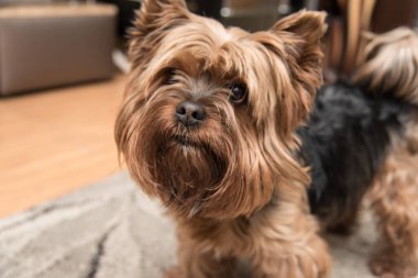 Şirin Yorkshire Teriyeri yukarı bakıyor.