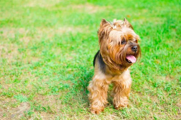 Υγιή Καθαρόαιμο Σκυλί Φωτογραφήθηκε Εξωτερικούς Χώρους Στη Φύση Μια Ηλιόλουστη — Φωτογραφία Αρχείου