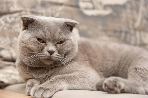 Scottish Fold Cat. British Blue Cat at home. Big fat and impudent cat. The cat want to sleep.