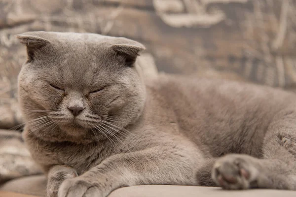 Schotse Vouwkat Britse Blauwe Kat Thuis Grote Dikke Brutale Kat — Stockfoto