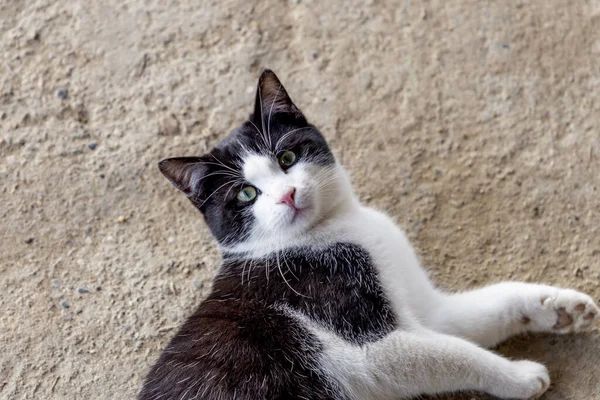 close up portrait of a black and white cat in the countryside