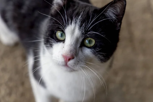 close up portrait of a black and white cat in the countryside