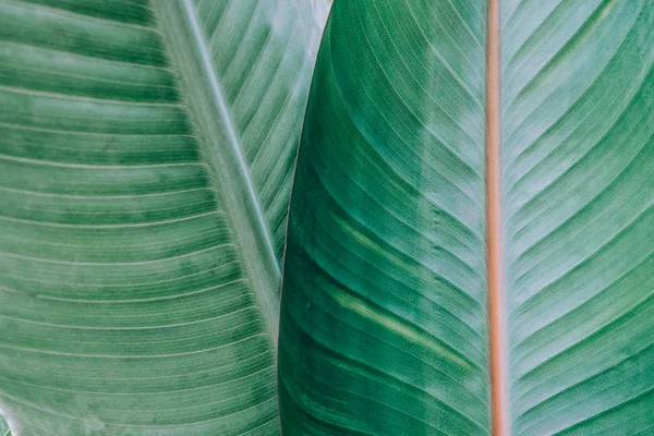 Tropical leaves texture. Leaf texture background