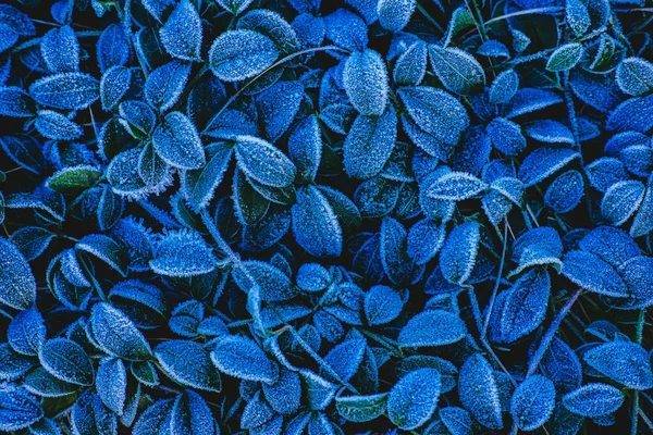 Azul Congelado Folhas Fundo — Fotografia de Stock