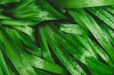 Yeşil yaprakları doku damla