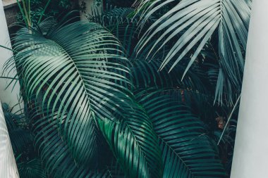 Koyu yeşil palmiye yaprakları