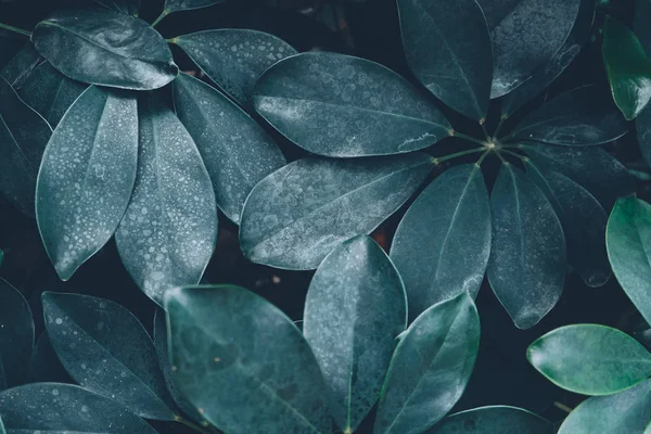 Dark green leaves background