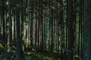 Koyu yeşil orman ve güneş ışığı