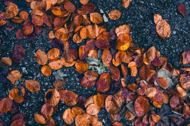 Koyu gri arkaplanda turuncu sonbahar yaprakları