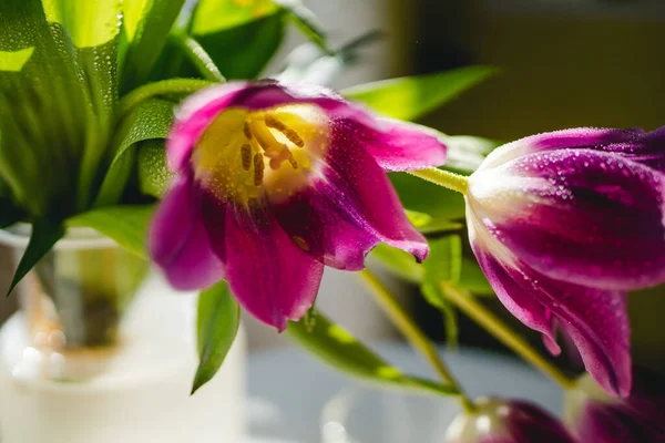 Paarse Tulpen Bloem Close Rechtenvrije Stockfoto's