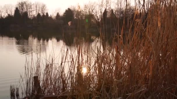 Roseaux Coucher Soleil Dans Eau — Video