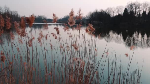 清晨湖上干枯的芦苇 — 图库视频影像
