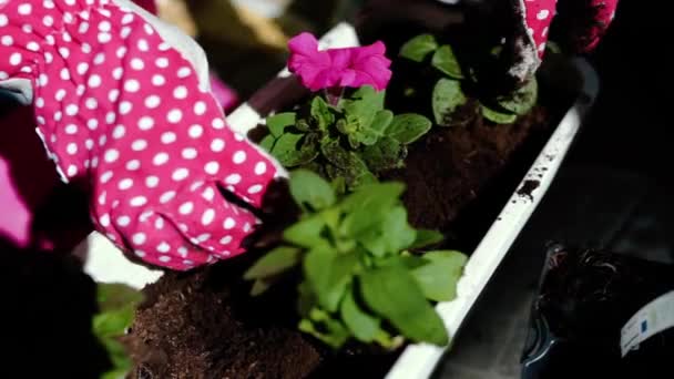 Kadın Bahçıvan Balkonda Yeni Bir Çömleğe Çiçek Naklediyor Kapat — Stok video