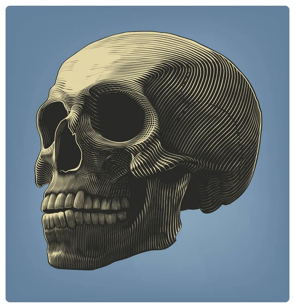 彫刻のスタイルで人間の頭蓋骨 — ストックベクタ