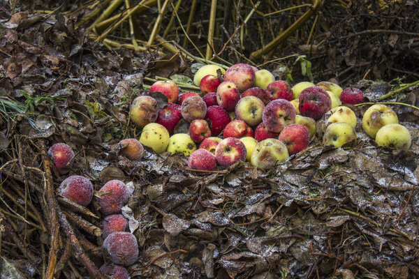 apples on the ground covered with snow