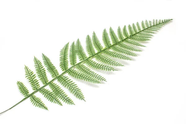 Beyaz arkaplanda izole edilmiş tropikal yapraklar