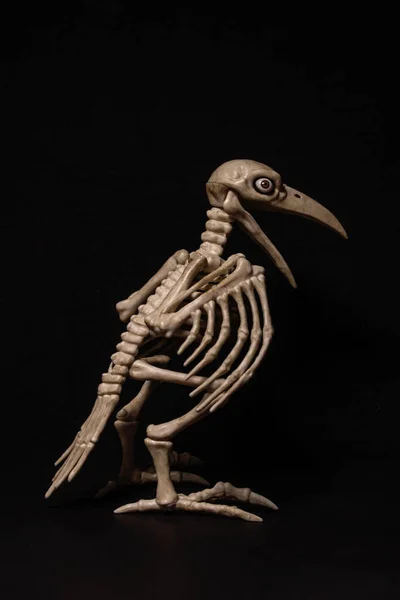 Esqueleto de um corvo com olhos humanos sobre um fundo preto — Fotografia de Stock