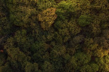 Duvarda yeşil yosun var. Yakın plan.