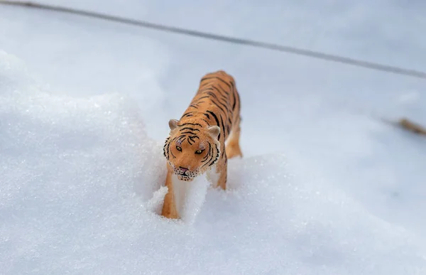Tigre sgattaiola nella neve in inverno — Foto Stock