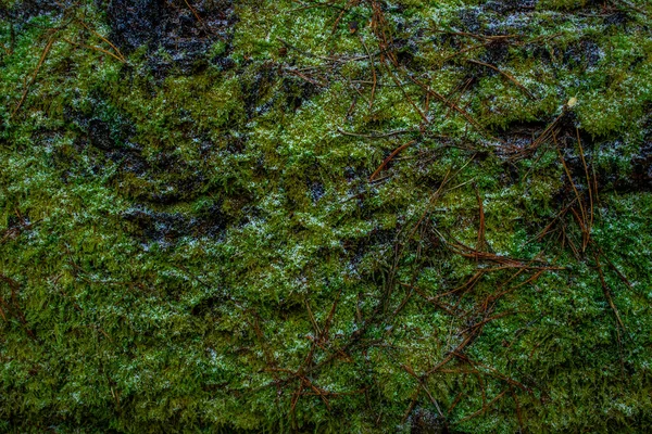 Green moss on a tree close-up — Stock Photo, Image