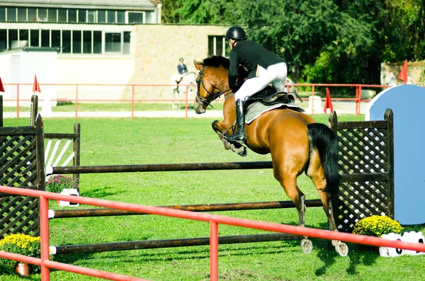 Young Man Jockey Ride Beautiful Brown Horse Jump Crotch Equestrian — Stock Photo, Image