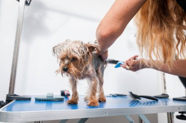 Küçük tatlı ve güzel safkan Yorkshire Terrier köpeği kaplıcada banyo yaptıktan sonra temizlik ve tımardan zevk alıyor.