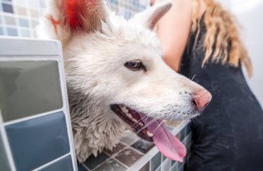 Büyük beyaz ve ıslak Akita Inu köpek banyosu evcil hayvan kaplıcasında komik bir yüz ifadesi ve seçici bir odak noktası var.