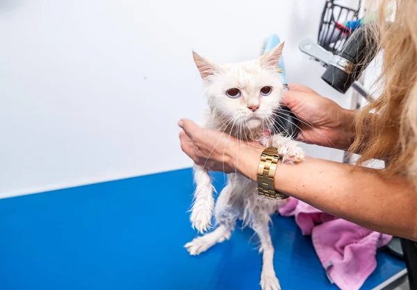 Groomer grooming beautiful young white Persian kitty cat after bath to heave clean fluffy fur in the pet spa