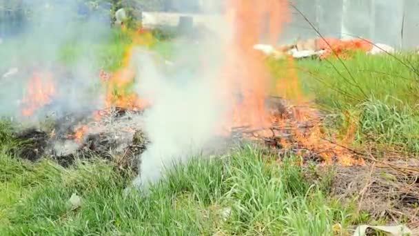 Επικίνδυνη Φωτιά Γρασίδι Μεγάλες Φλόγες Και Σύννεφο Καπνού Στο Πάρκο — Αρχείο Βίντεο