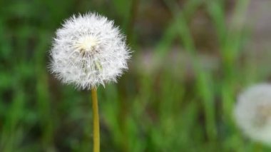 Taraxacum officinale. Karahindiba tohumu tohumu. Çiçek üstüne çiçek açarak rüzgarın yeni bir hayat yaymasını bekliyor.