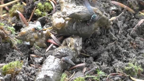 Tierische Katze Oder Hund Poop Gesichtsbehandlungen Auf Dem Boden Mit — Stockvideo