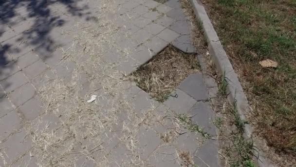Niebezpieczna Dziura Dla Pieszych Uszkodzonym Chodniku Lub Ścieżce Brakującą Cegłą — Wideo stockowe