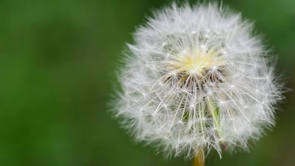 Taraxacum Officinale Common Dandelion Seed Head Bloom Waiting Wind Blowing — Stock Video